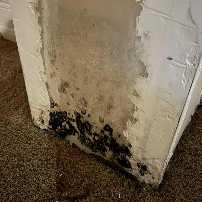 Professional Mold Removal in Wilson County, TN